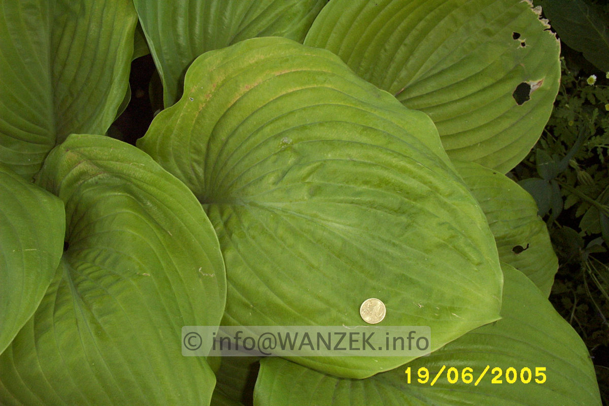 Hosta Hybride Sum and Substance 09.JPG
